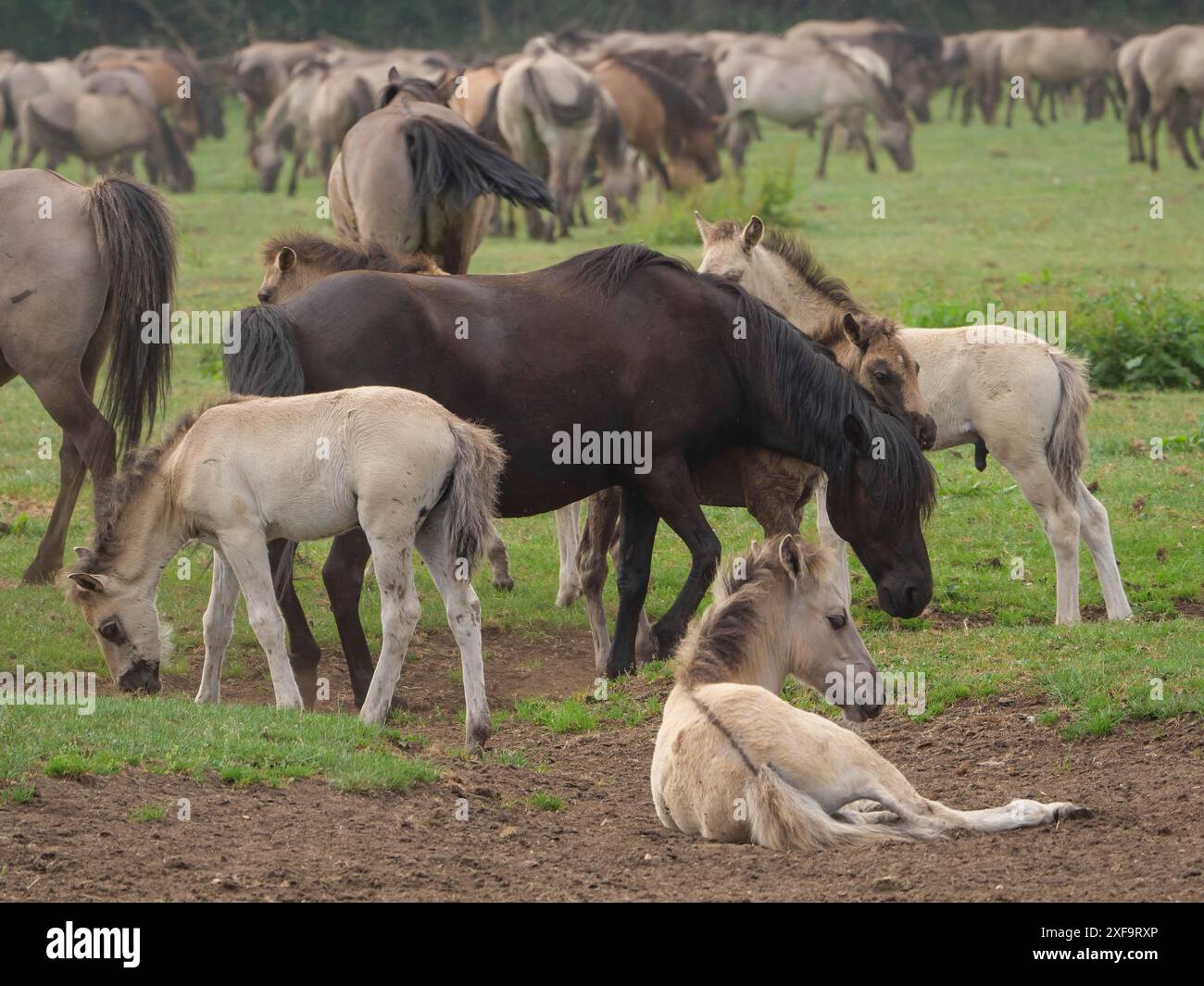 Eine Gruppe von Pferden und Fohlen grasen auf einer Wiese, während einige Fohlen liegen, merfeld, Nordrhein-Westfalen, Deutschland Stockfoto