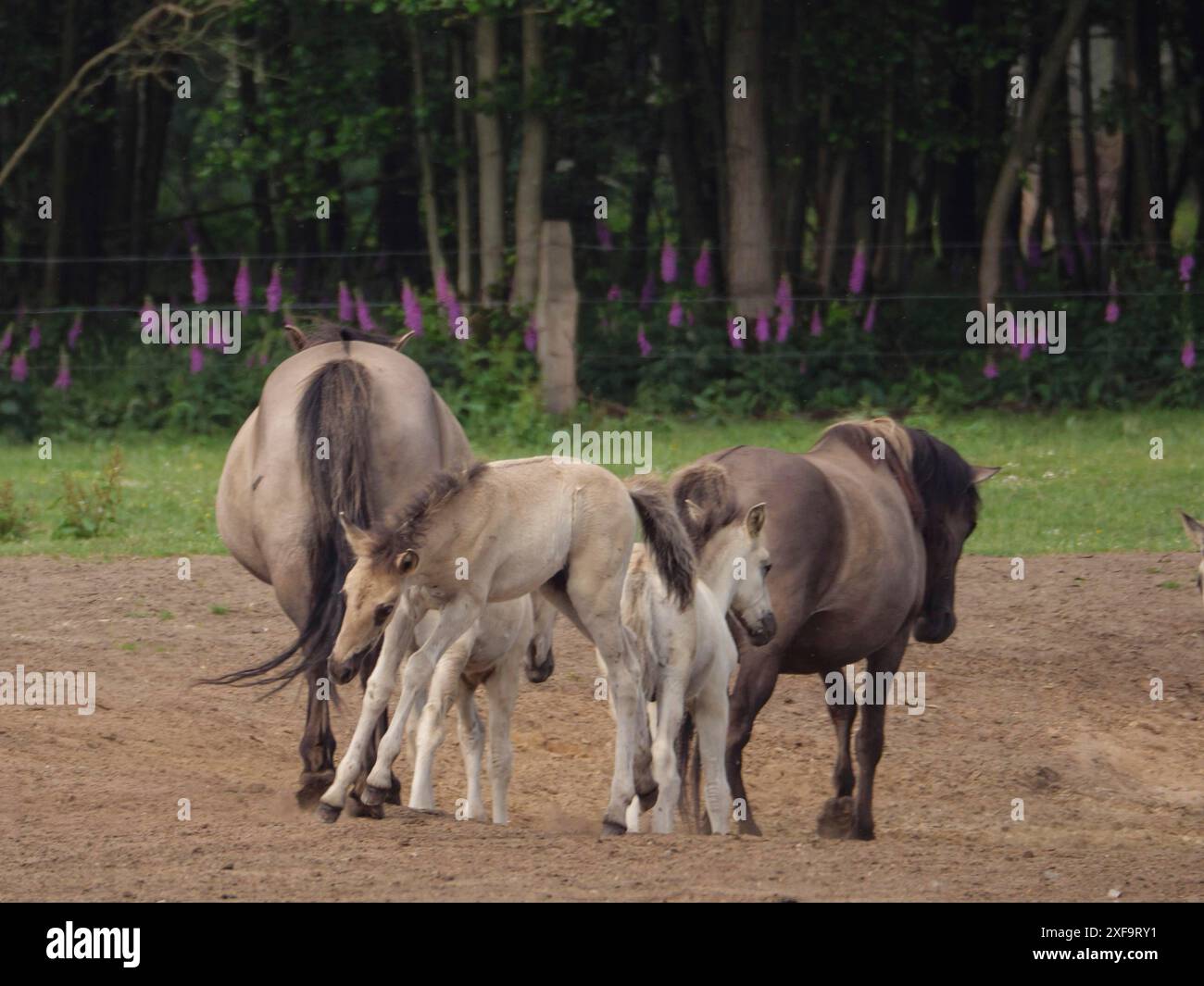 Eine Gruppe von Pferden und Fohlen auf einem Sandgebiet mit blühenden Pflanzen im Hintergrund, merfeld, Nordrhein-Westfalen, Deutschland Stockfoto