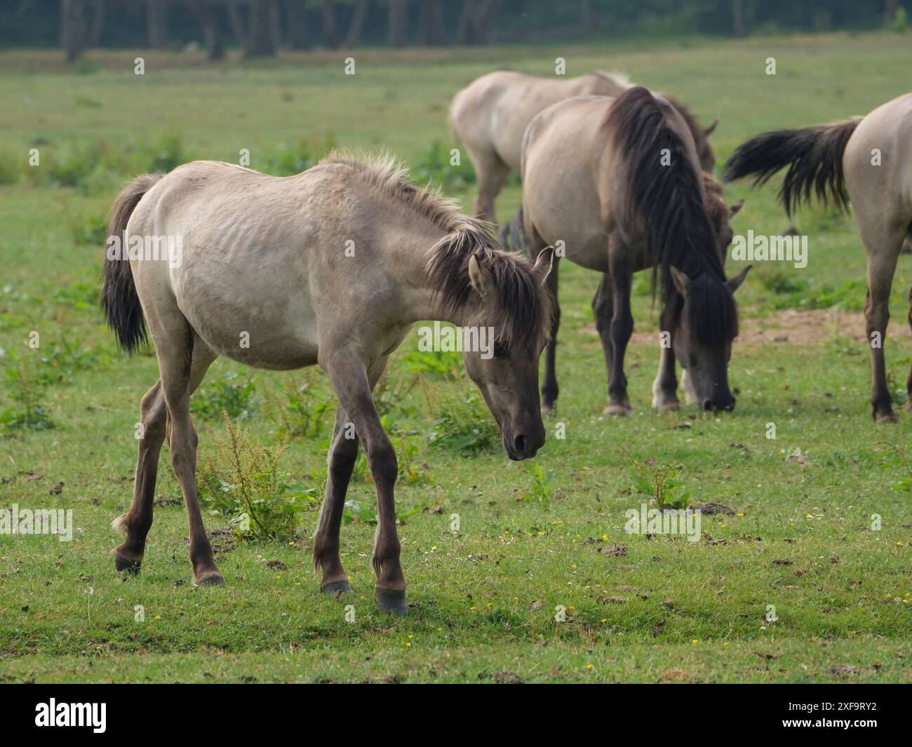 Eine Gruppe von Pferden, die auf einer grünen Weide weiden, umgeben von Bäumen, merfeld, Nordrhein-Westfalen, Deutschland Stockfoto