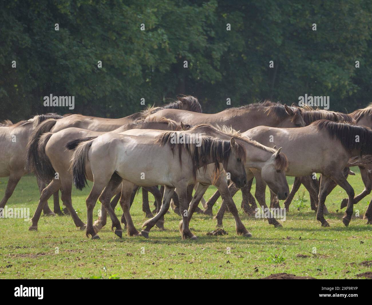 Gruppe von Pferden auf einer grünen Wiese an einem Sommertag mit Bäumen im Hintergrund, merfeld, Nordrhein-Westfalen, Deutschland Stockfoto