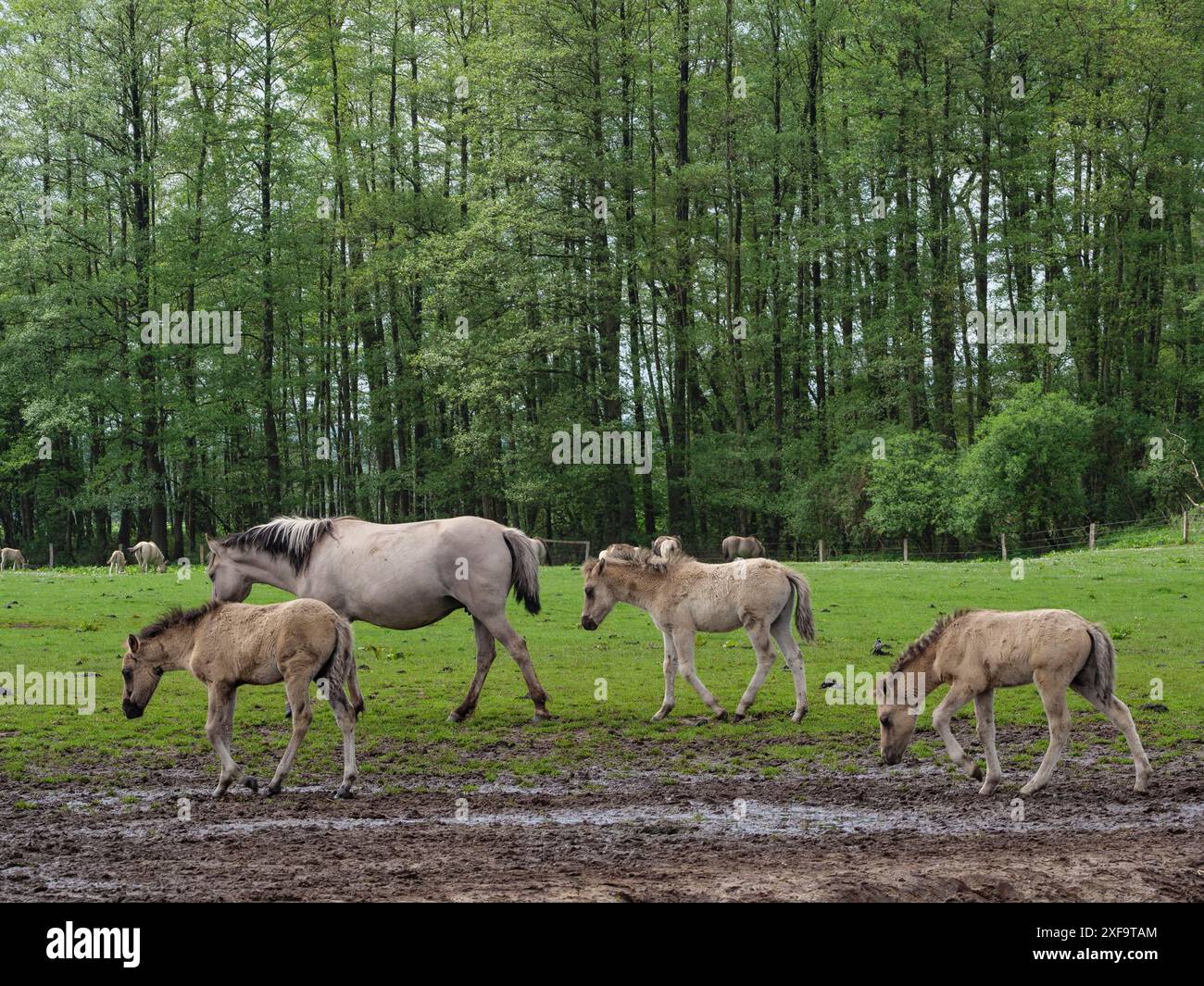 Eine kleine Gruppe von Pferden und Fohlen, die auf einer Wiese vor einem Wald laufen, merfeld, münsterland, deutschland Stockfoto
