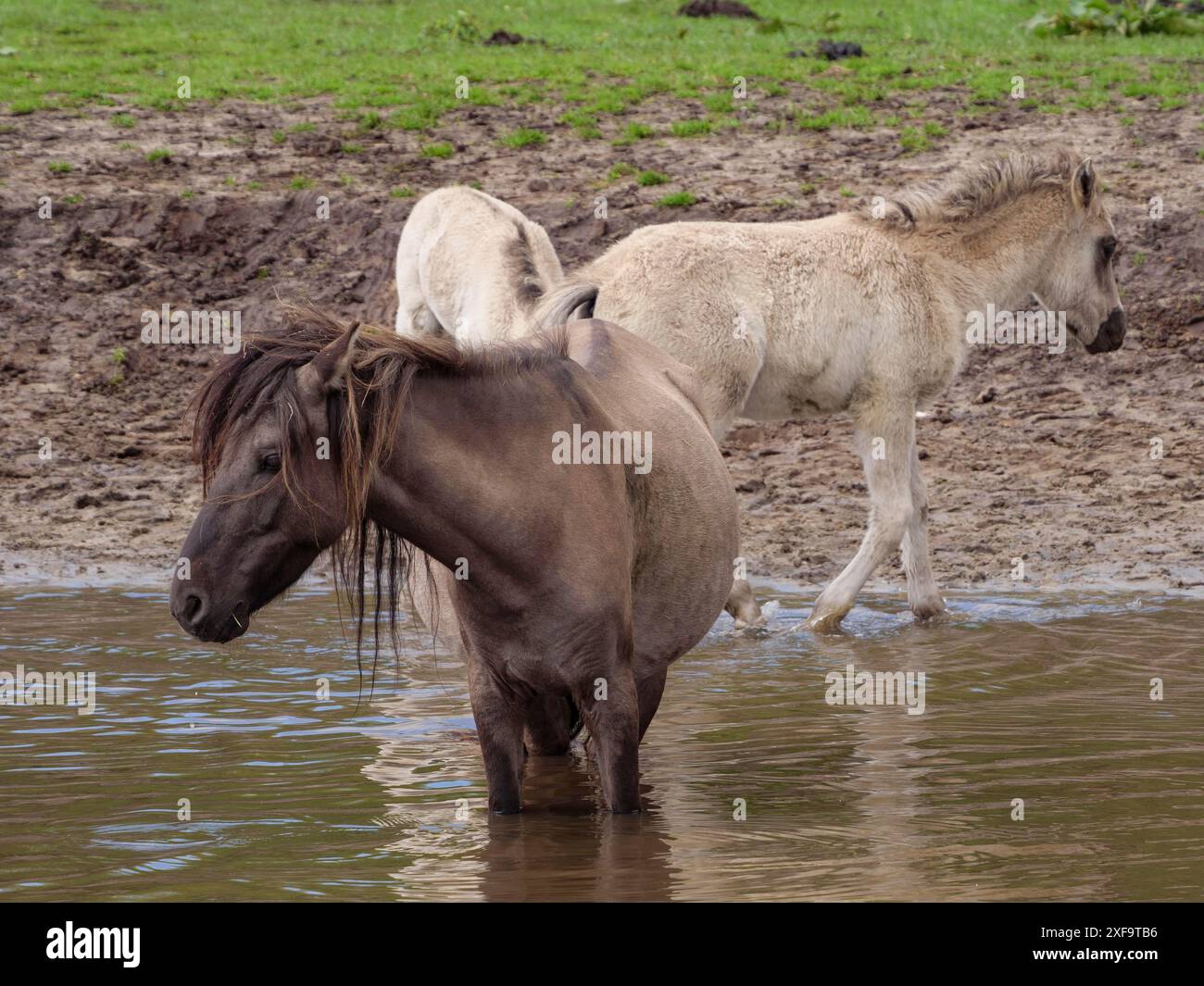 Zwei Fohlen und ein Pferd stehen und laufen im Wasser einer matschigen Wiese, merfeld, münsterland, deutschland Stockfoto