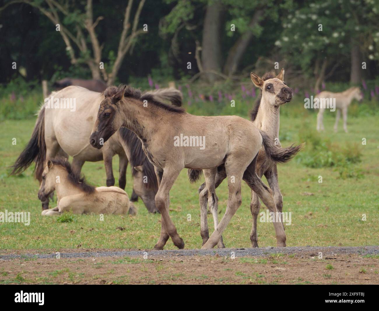 Eine Gruppe von Pferden, darunter zwei Fohlen, auf einer Wiese in merfeld, Nordrhein-Westfalen, Deutschland Stockfoto