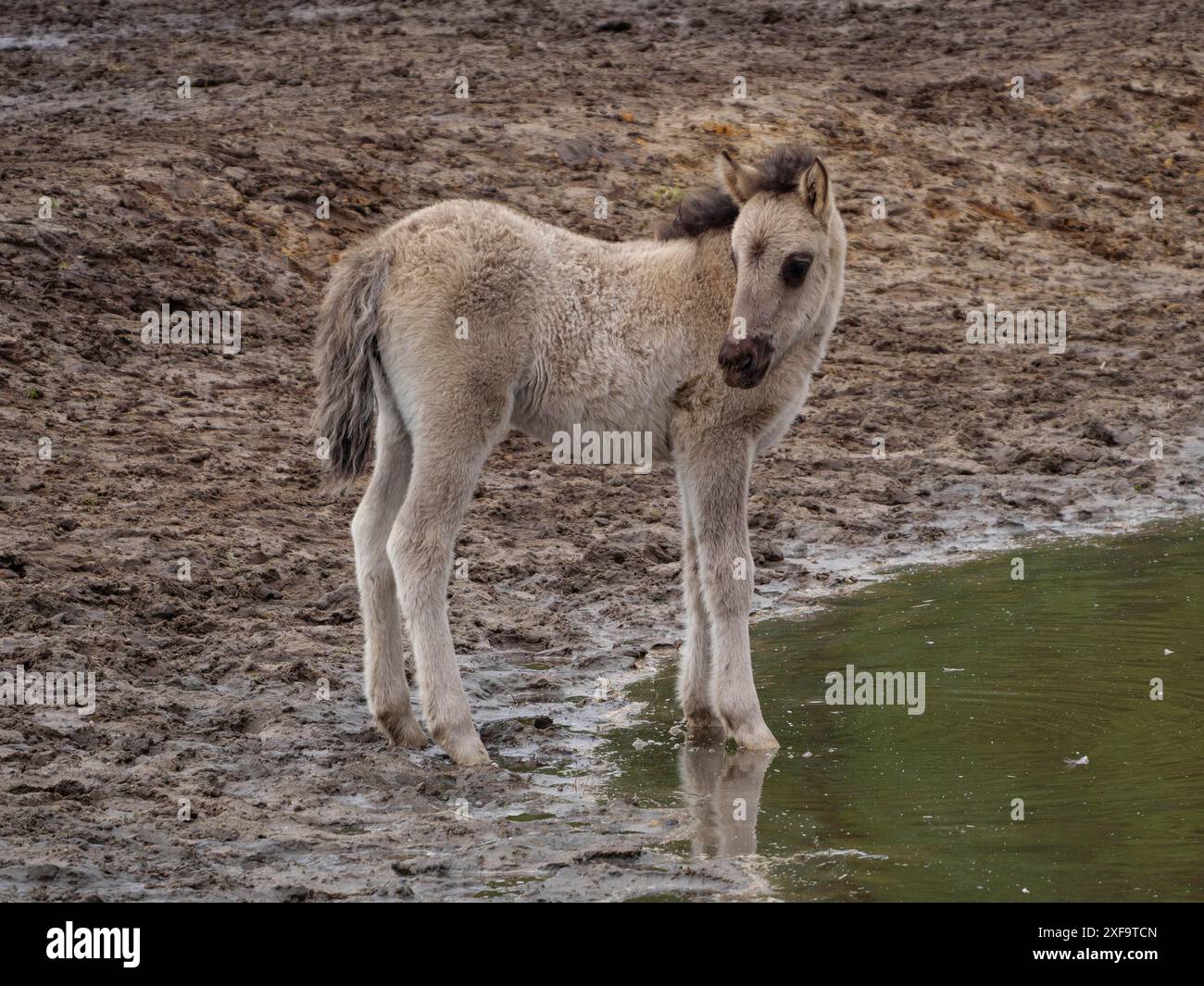 Ein junges Fohlen steht auf matschigem Boden in der Nähe eines Teichs in einer natürlichen Umgebung, merfeld, münsterland, deutschland Stockfoto