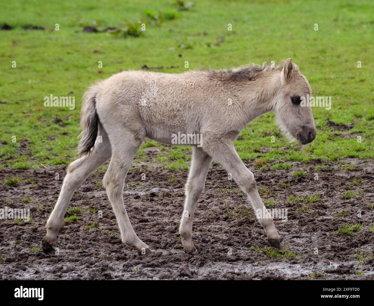 Ein junges Fohlen läuft über eine grüne und matschige Weide, merfeld, münsterland, deutschland Stockfoto