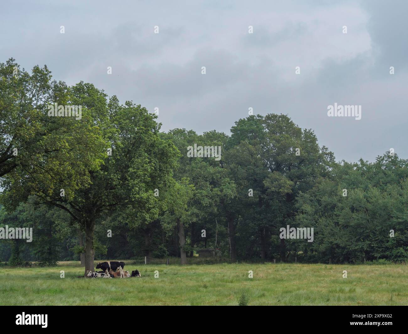 Eine Gruppe von Kühen, die unter einem Baum auf einer breiten, grünen Wiese unter bewölktem Himmel ruhen, borken, Nordrhein-Westfalen, deutschland Stockfoto