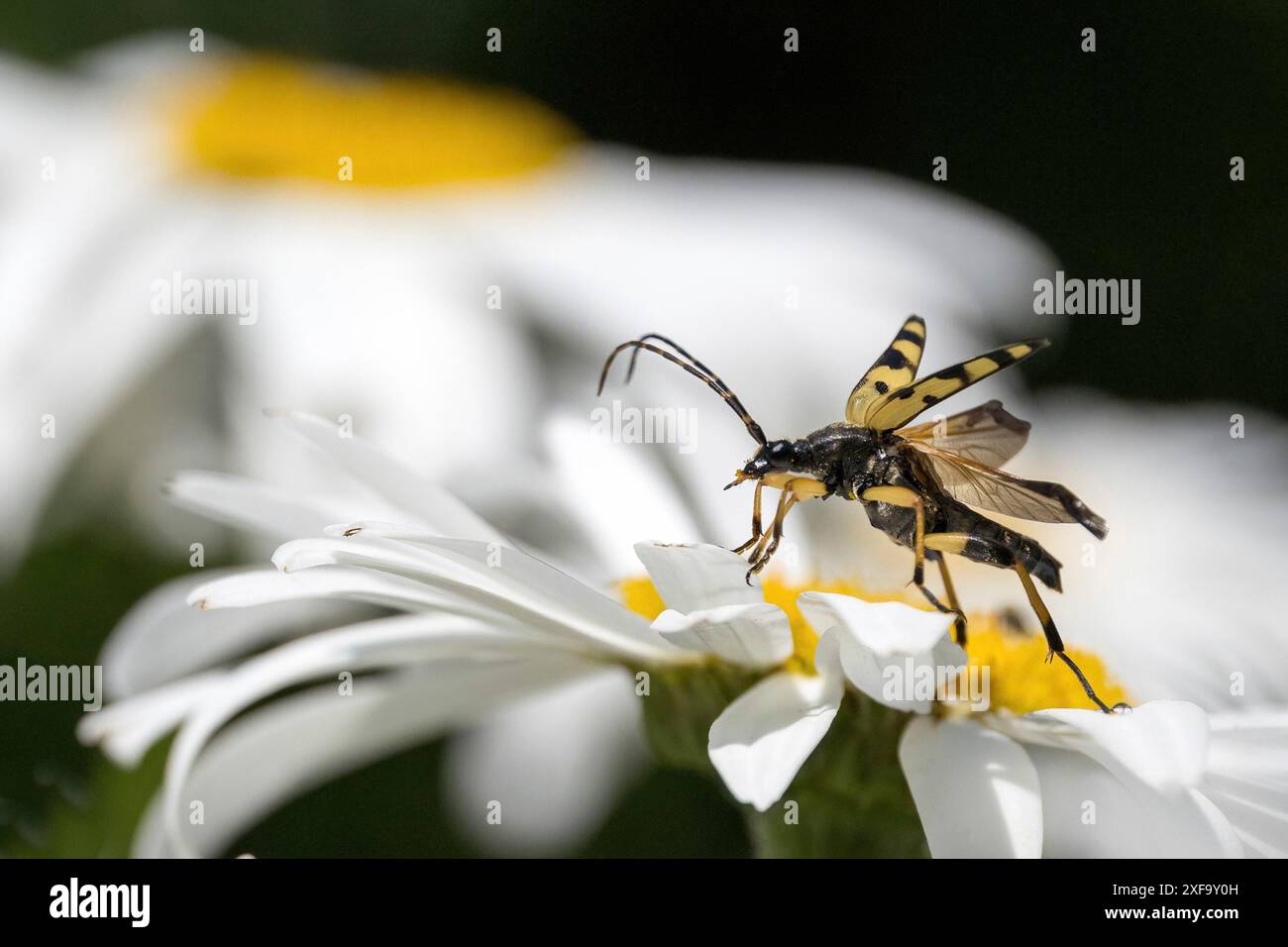 Ein geflecktes Langhorn (Rutpela maculata) mit offenen Flügeln auf einem Gänseblümchen, Hessen, Deutschland Stockfoto