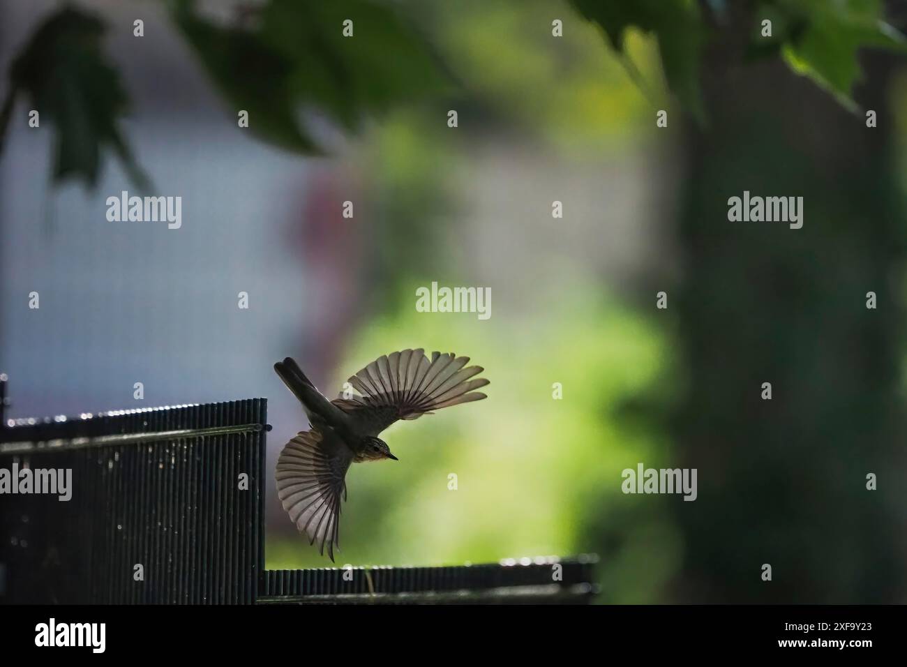 Ein gefleckter Fliegenfänger (Muscicapa striata), mit ausgebreiteten Flügeln, fliegt in der Nähe eines Zauns in bewaldeter Umgebung, Hessen, Deutschland Stockfoto