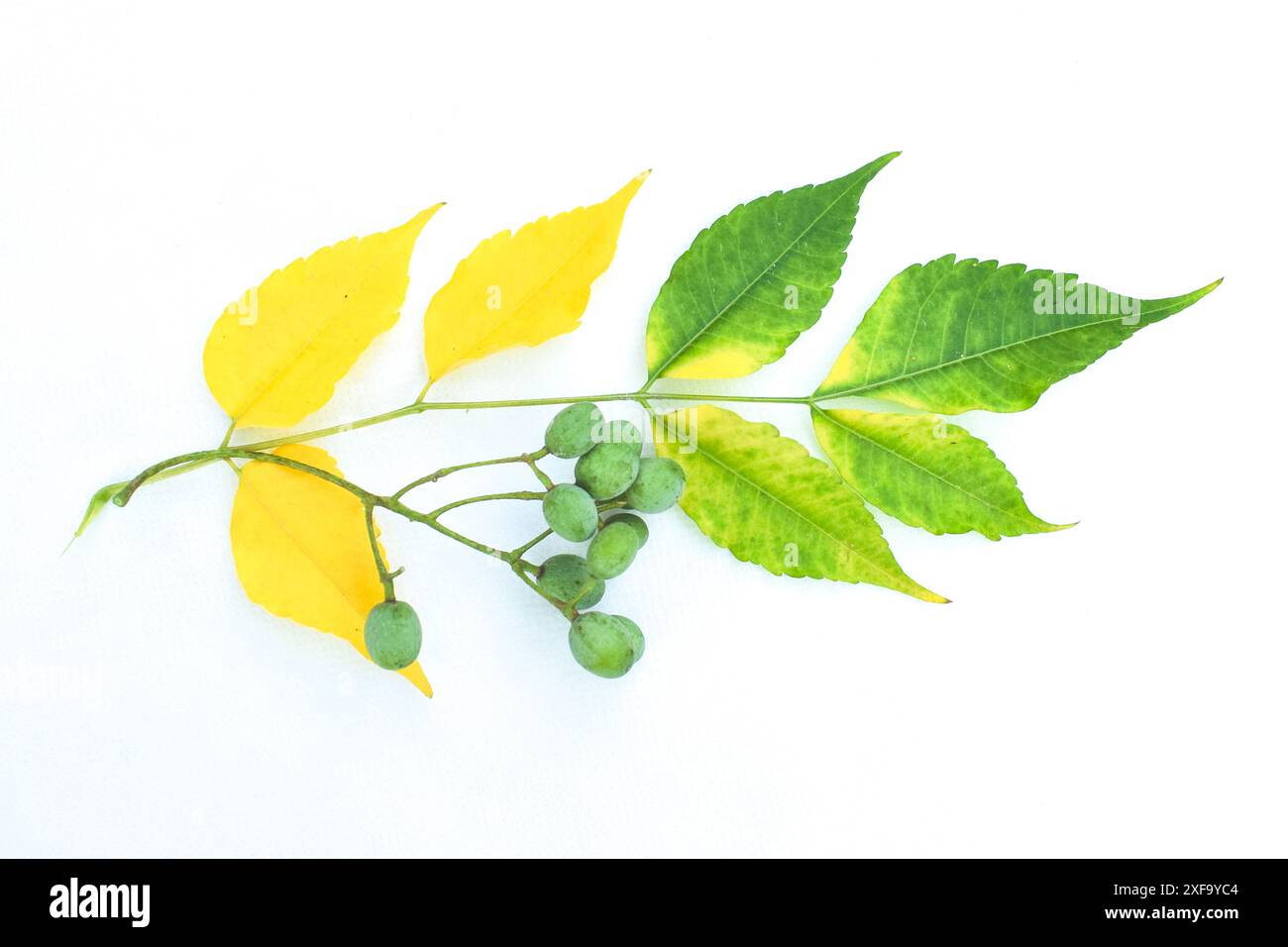 Grüne Beeren hängen an Ästen im Garten, Melia Azedarachzweig mit Früchten, Bastard Zeder, Perlenbaum, chinesischer Baum, Früchte und grüne Blätter Stockfoto