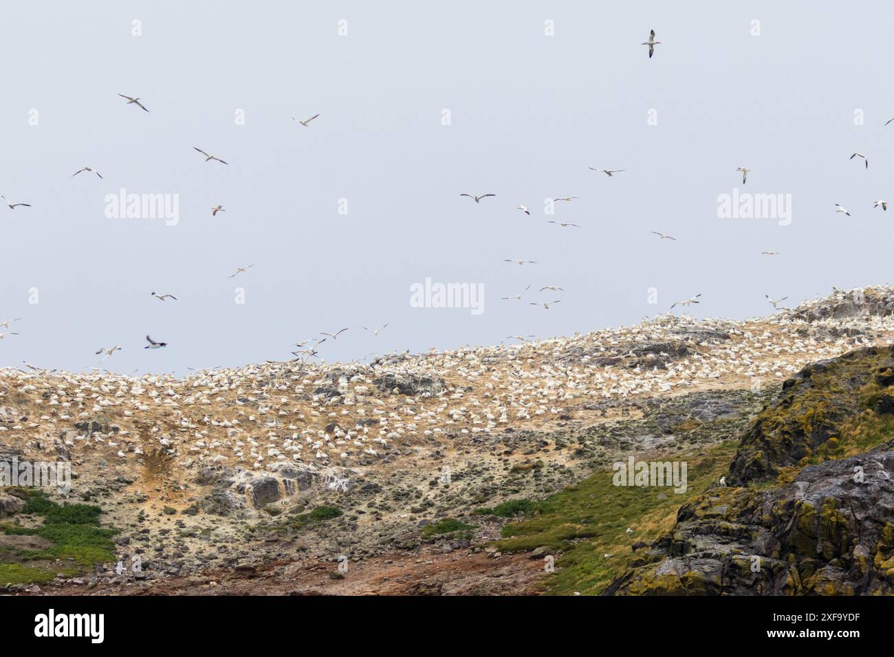 Grassholm Island Northern Tölpel, Morus bassanus Britains größter Seevögel. Pembrokeshire, Wales, Großbritannien Stockfoto