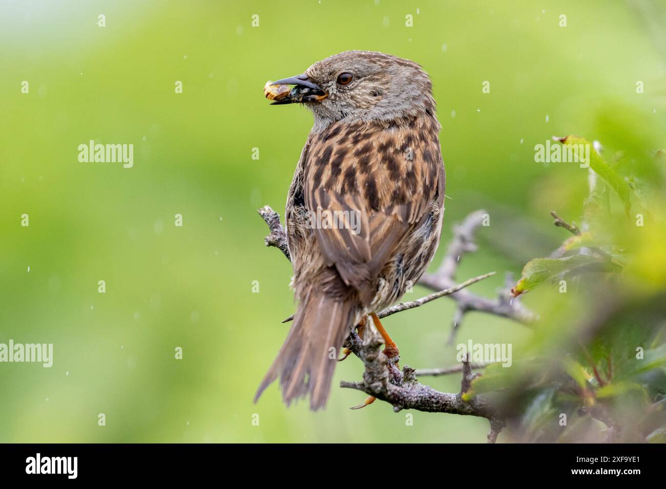 Dunnock, Prunella modularis mit einem Schnabel voller Insekten. Pembrokeshire, Wales, Großbritannien Stockfoto