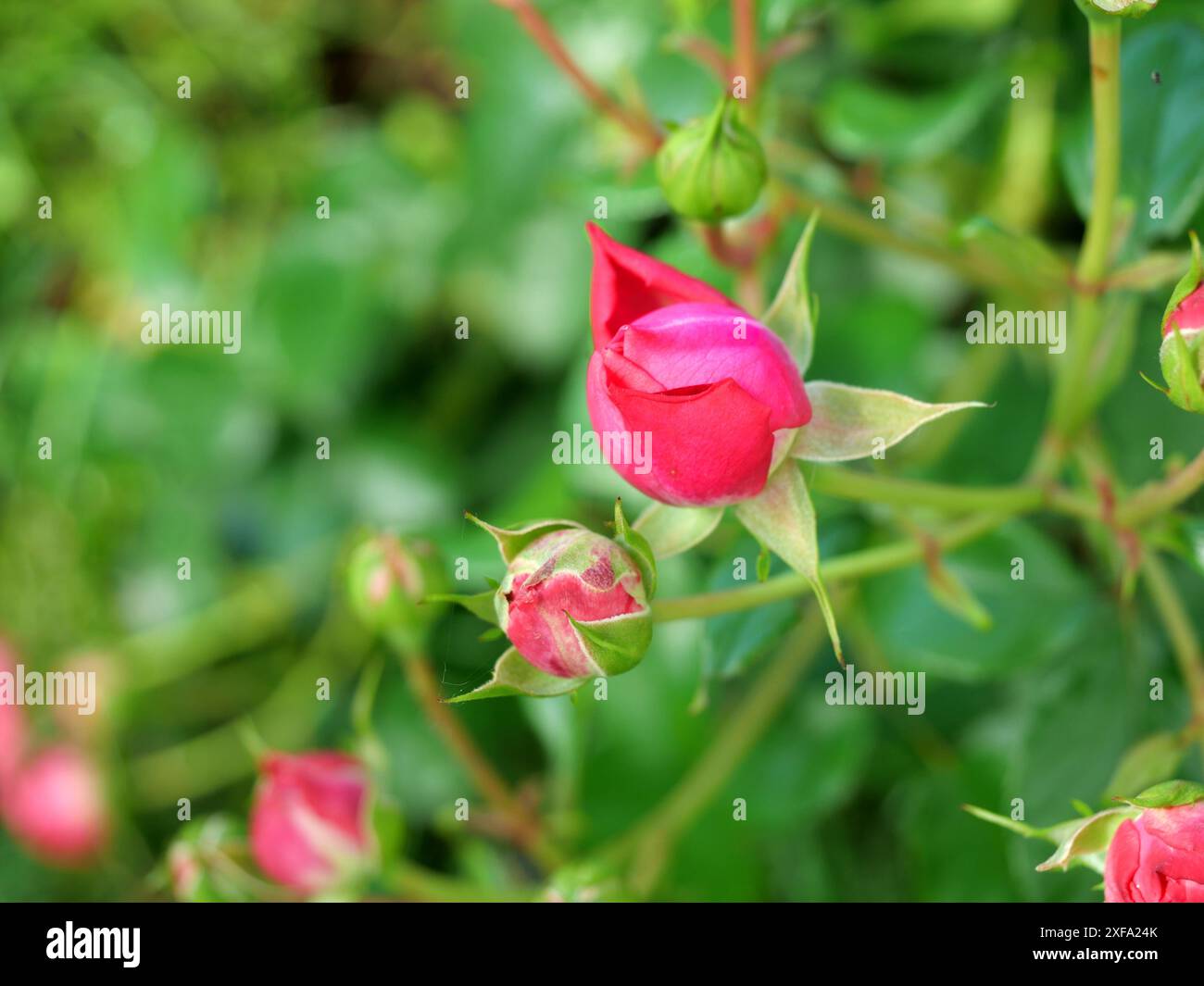 Foto einer roten Rosenknospe, die sich dem Sonnenlicht nähert. Symbolisiert Schönheit, Hoffnung und Erneuerung in Natur und Leben Stockfoto