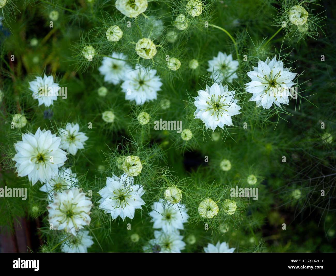 Die weißen sternförmigen Blüten der Nigella damascena „Albion Green Pod“ (weiße Liebe in einem Nebel), einer harten Jahresblume zum Schneiden, die von oben geschossen wird Stockfoto