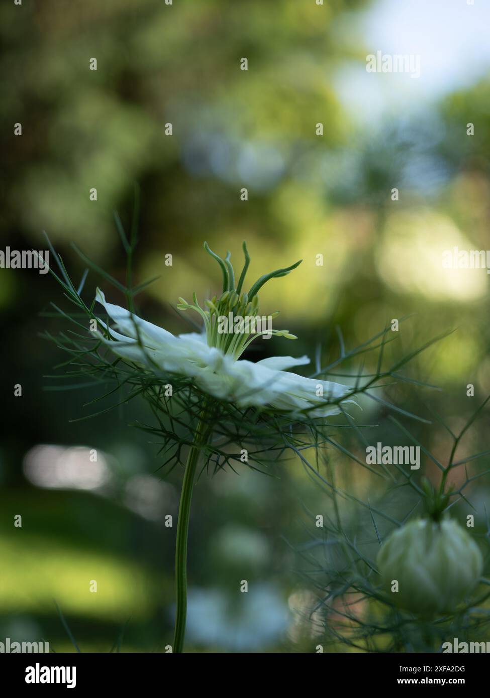 Profil einer Nigella-Blüte (Nigella damascena „Albion Green Pod“) mit hervorstehenden grünen Staubblättern und weißen Blütenblättern vor verschwommenem Hintergrund Stockfoto