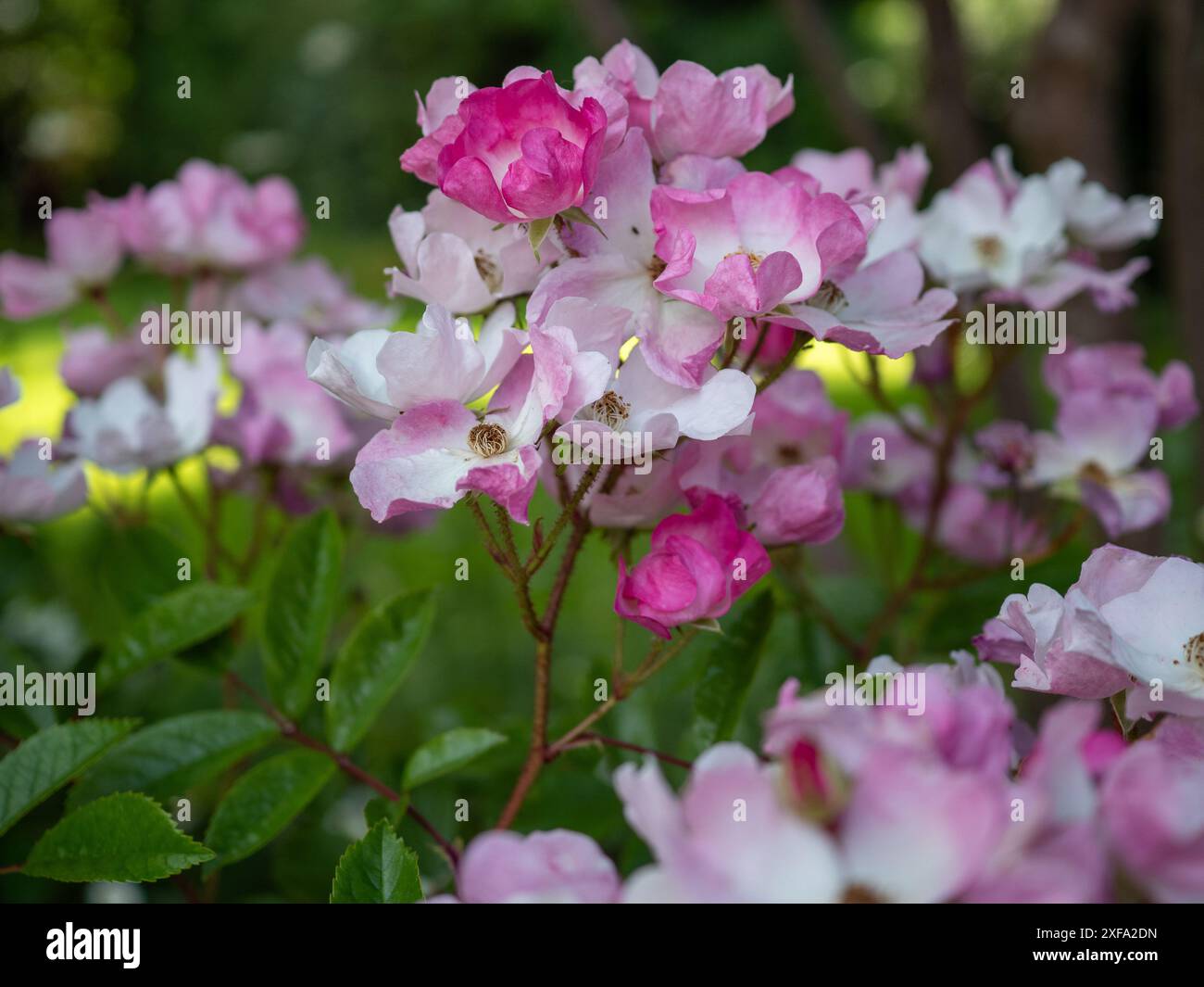 Rosa „Ballerina“, eine Strauchrose mit kleinen rosa und weißen Blüten in Sprays, die aus nächster Nähe geschossen wurden Stockfoto