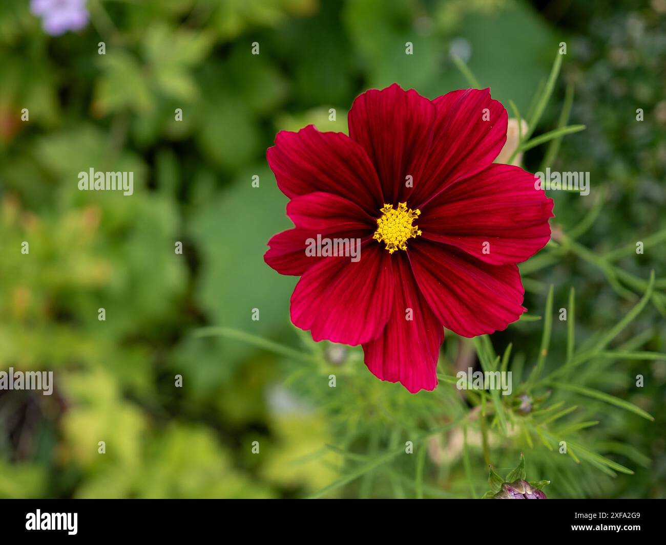 Eine tiefrote Cosmos bipinnatus „Rubenza“-Blume zeigt sich vor einem verschwommenen Hintergrund aus grünem Laub in einem Sommerblumenbeet Stockfoto