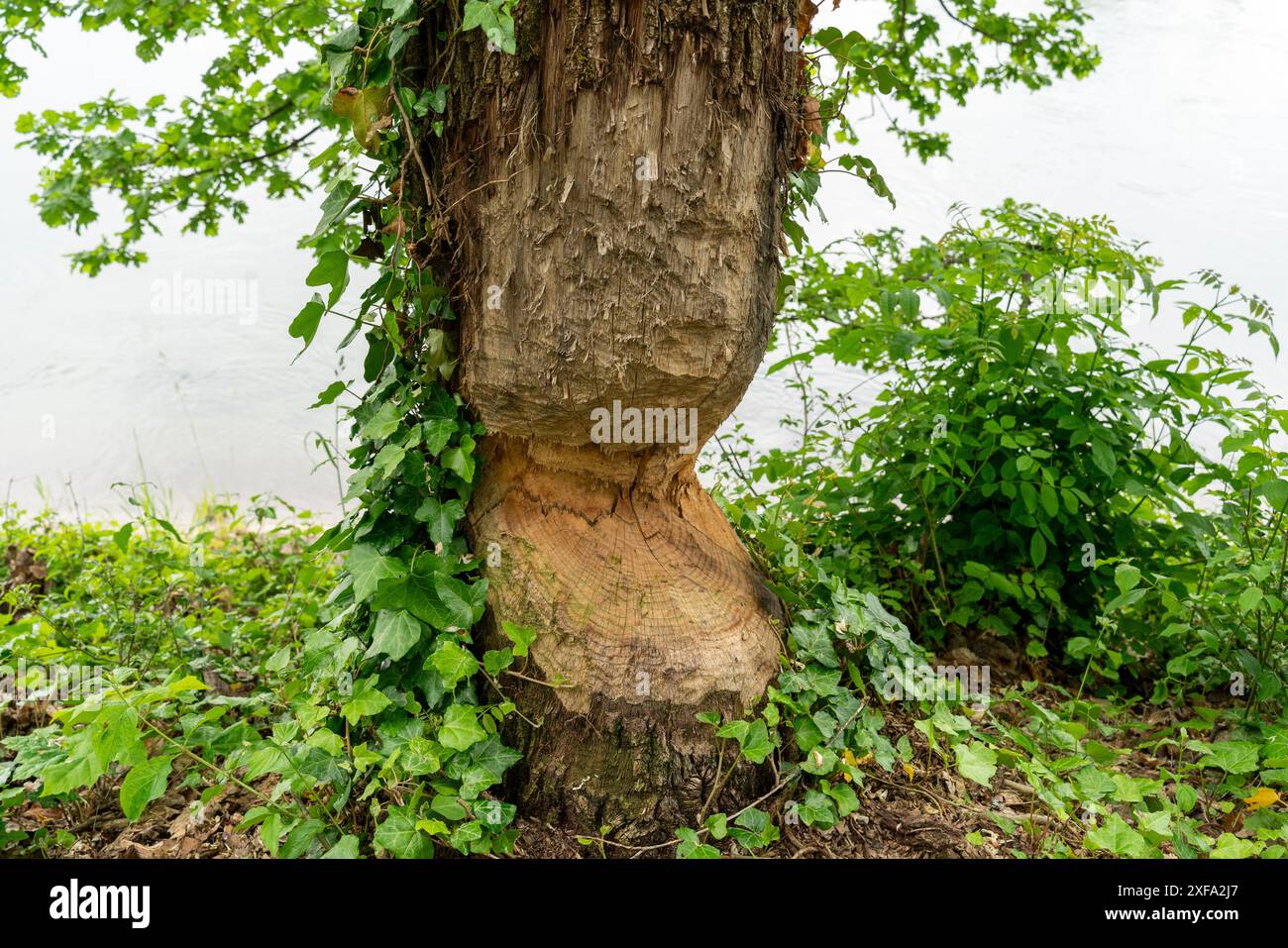 Biberbissspuren an einem Efeu bewachsenen und stark beschädigten Baum in der Nähe eines Flusses. Bürste um den Baum. Stockfoto