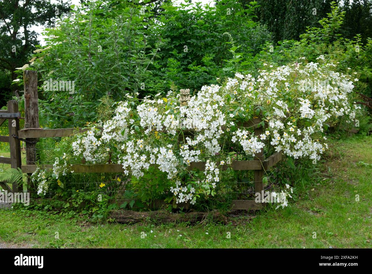 Kiftsgate wuchs in Blüte entlang eines hölzernen Zauns im ländlichen Garten Carmarthenshire Wales UK Juni 2024 KATHY DEWITT Stockfoto