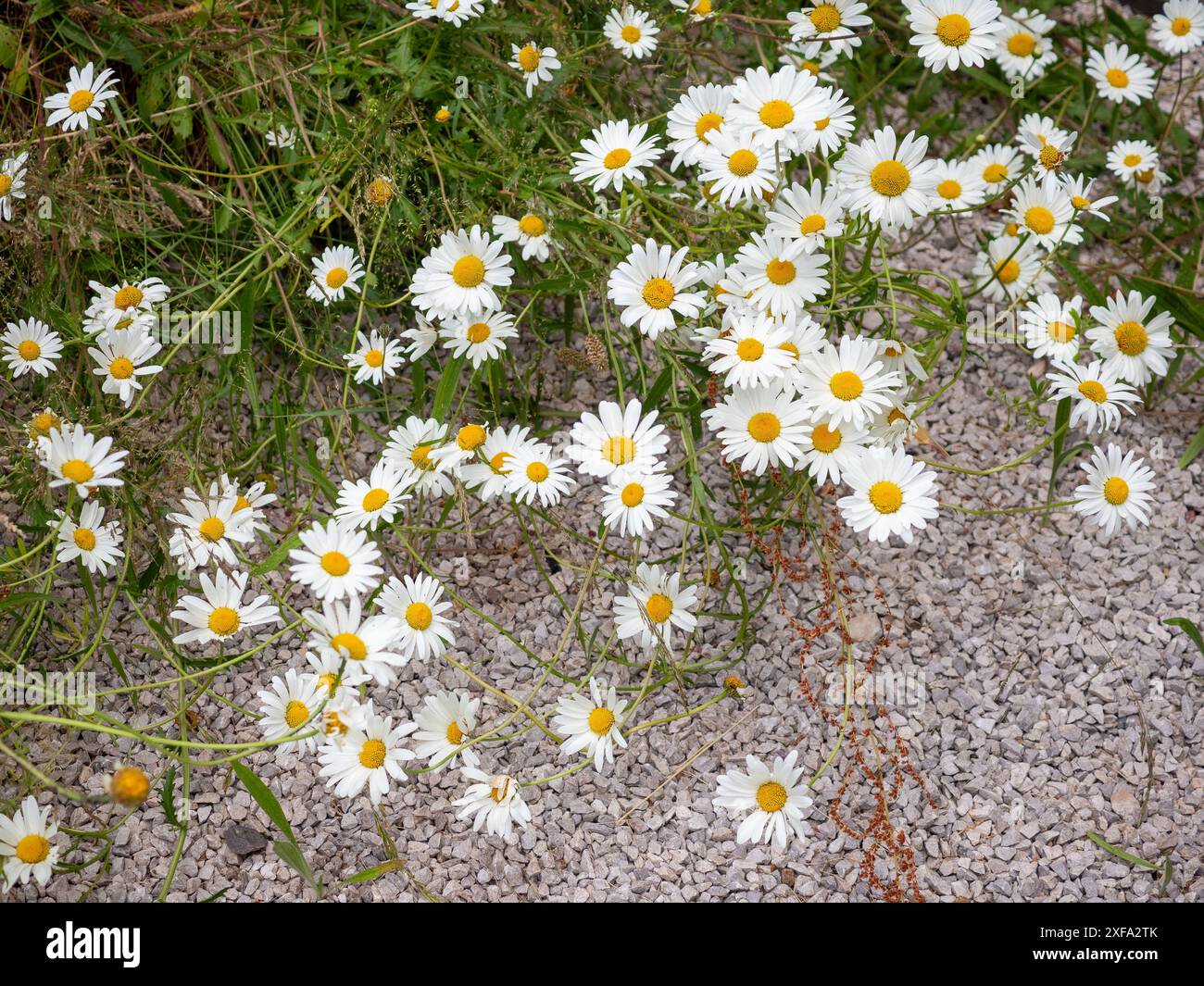 Leucanthemum vulgare (Ochsenauge Gänseblümchen) Wiesenblumen wachsen wild und verbreiten sich im Frühsommer auf einem Kiesweg in voller Blüte. Eine invasive Spezies Stockfoto