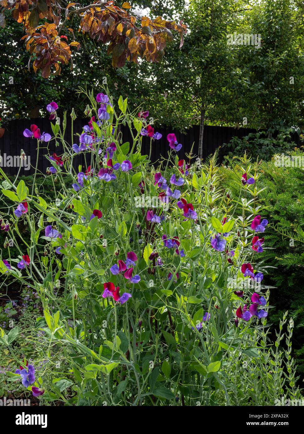 Süße Erbse „Cupani“ (Lathyrus odoratus „Cupani“), ähnlich wie „Matucana“; eine zweifarbige Süße-Erbsen-Kletterpflanze in einer Gartenkante Stockfoto