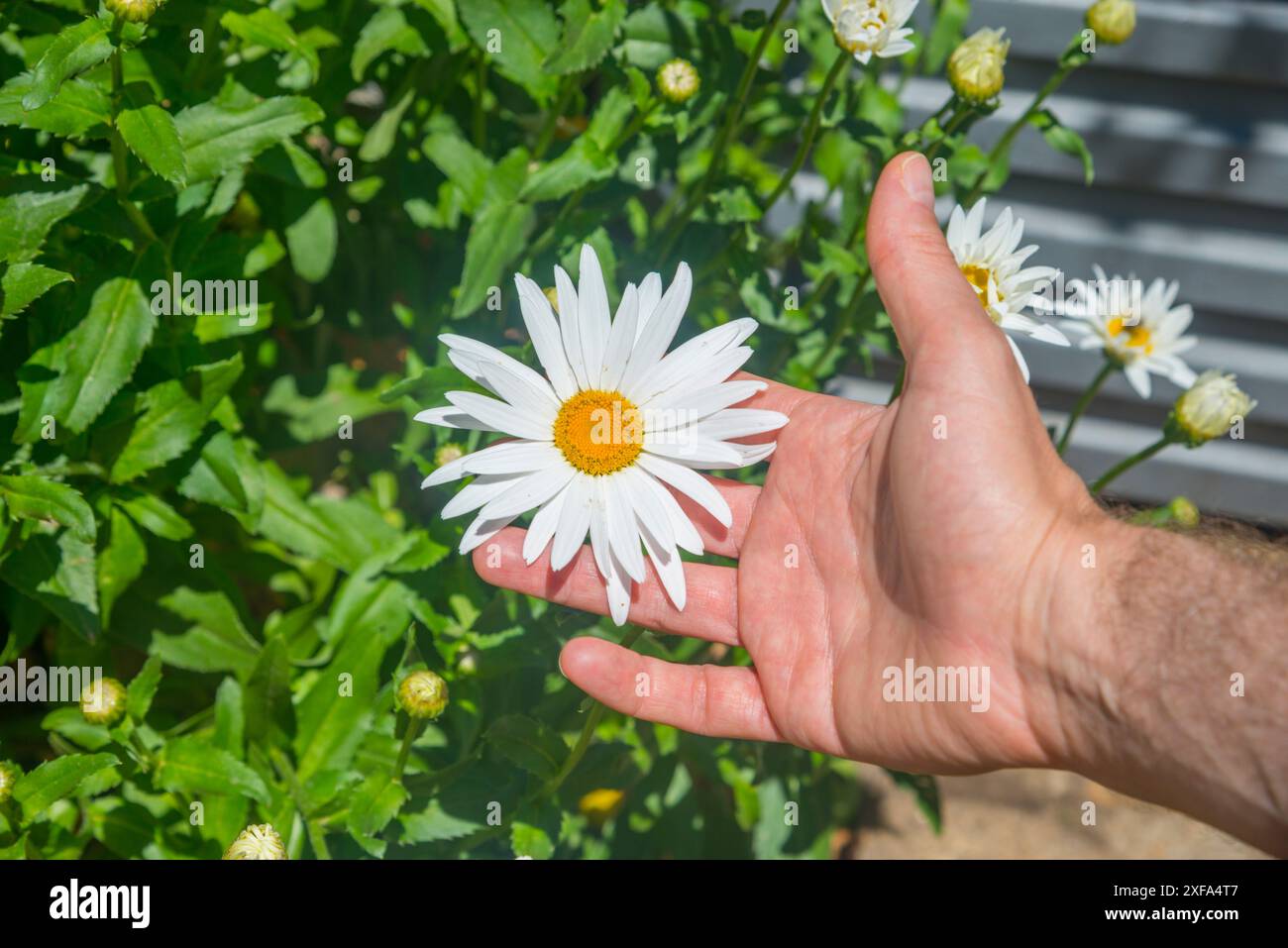 Eine Hand hält eine Gänseblümchen. Stockfoto