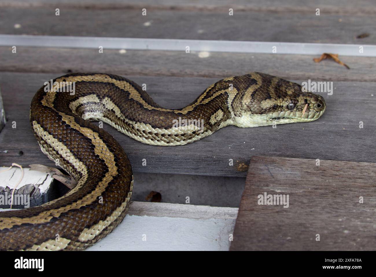 Eine ausgewachsene Pythonschlange mit braunem und schwarzem Küstenteppich ist auf einem Holzdeck in Gin Gin, Queensland, Australien, aufgewickelt. Stockfoto