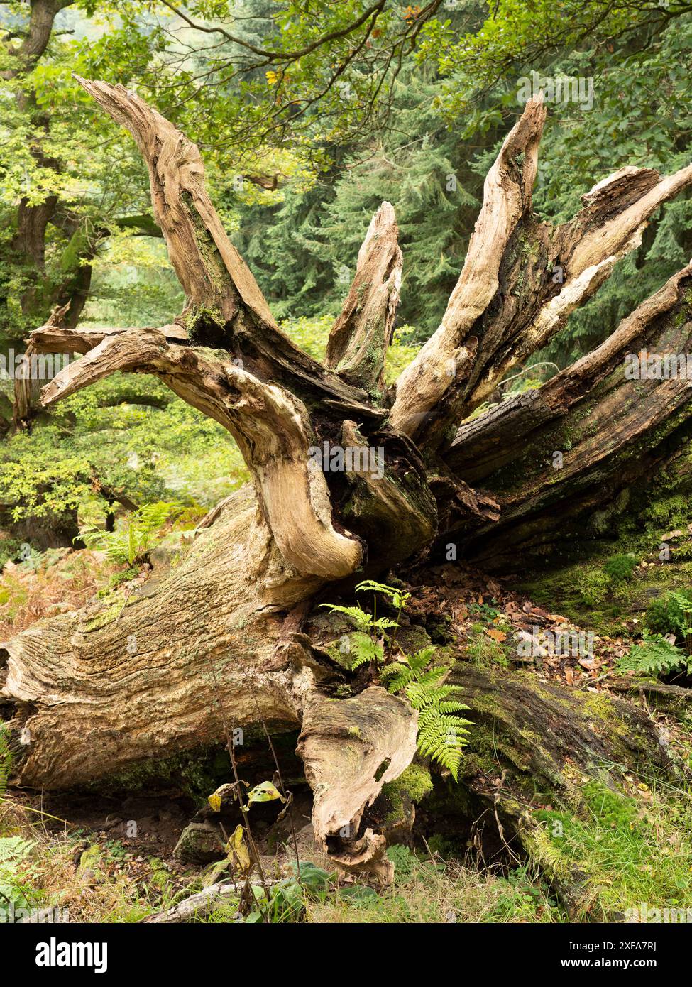 Dichte natürliche Wälder im frühen Herbst in Herefordshire bei Brampton Bryan, England, Großbritannien Stockfoto