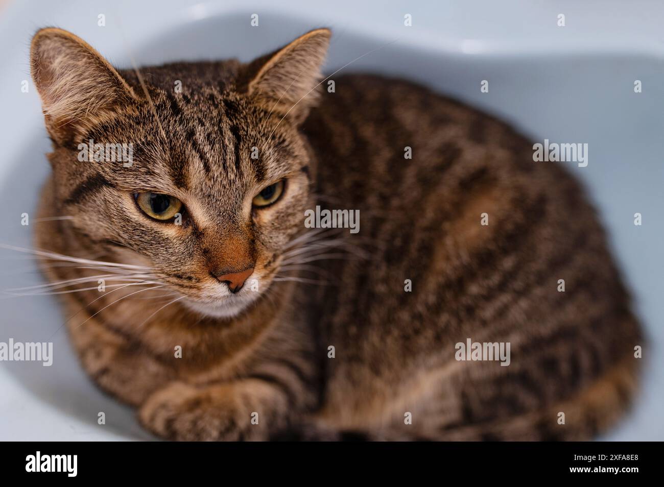 Nationaler fauler Tag. Schläfrige, verärgerte Katze, die im Waschbecken liegt. Stockfoto