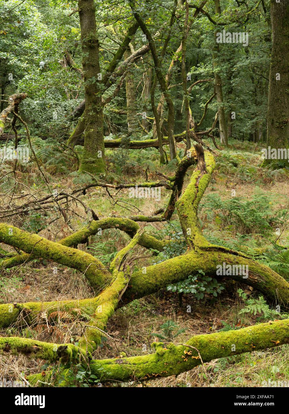 Dichte natürliche Wälder im frühen Herbst in Herefordshire bei Brampton Bryan, England, Großbritannien Stockfoto