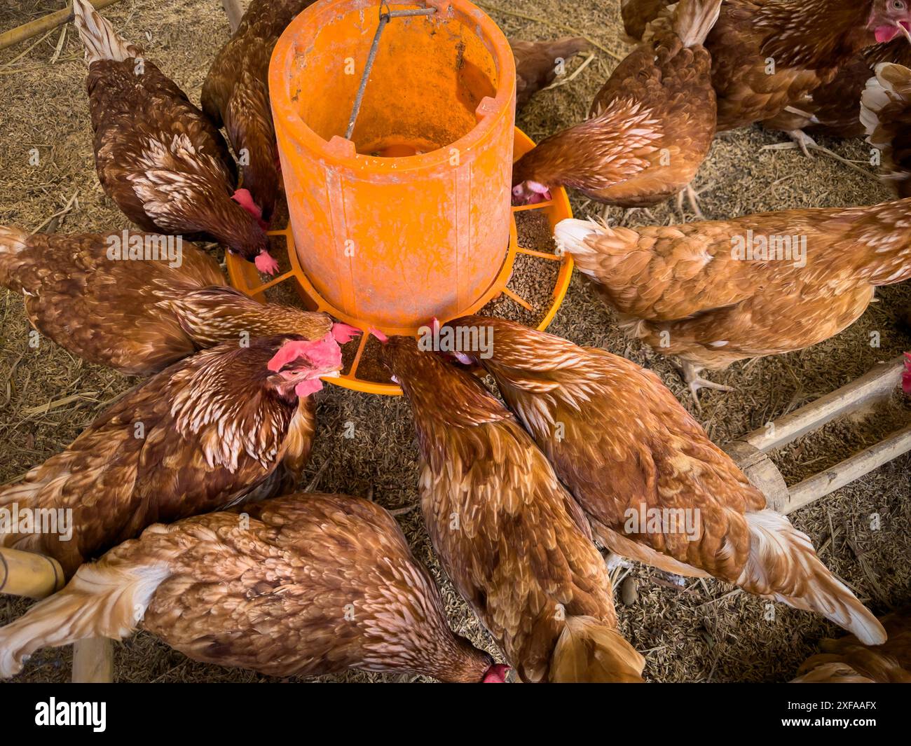 Hühner essen Futter und Getreide auf der Landfarm Stockfoto