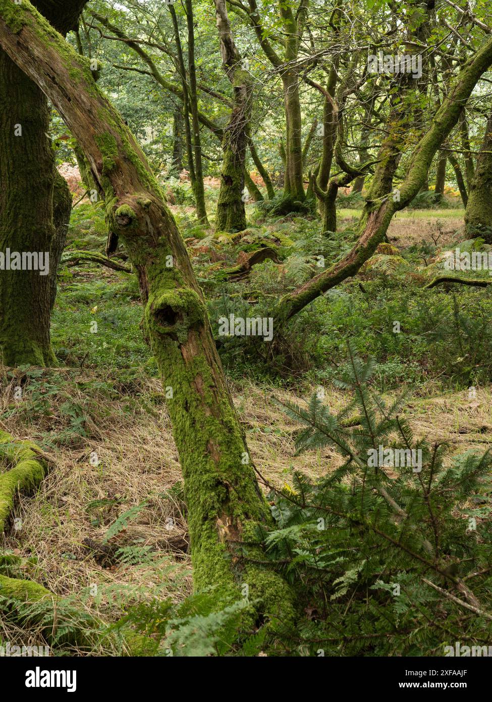 Dichte natürliche Wälder im frühen Herbst in Herefordshire bei Brampton Bryan, England, Großbritannien Stockfoto