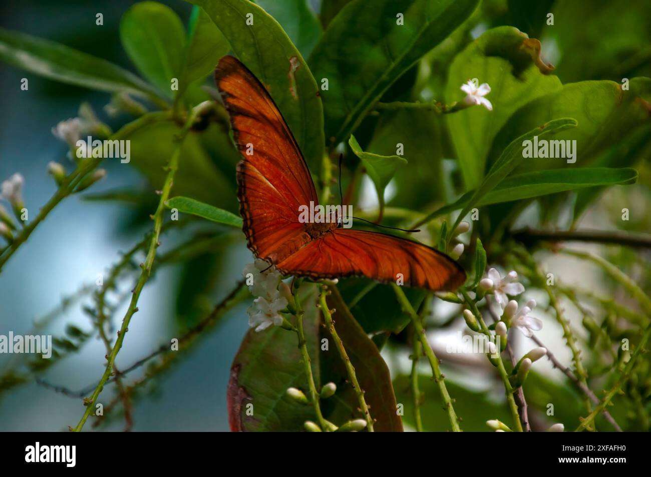 Singapur, Vindula dejone oder malaiischer Kreuzer im Garten Stockfoto