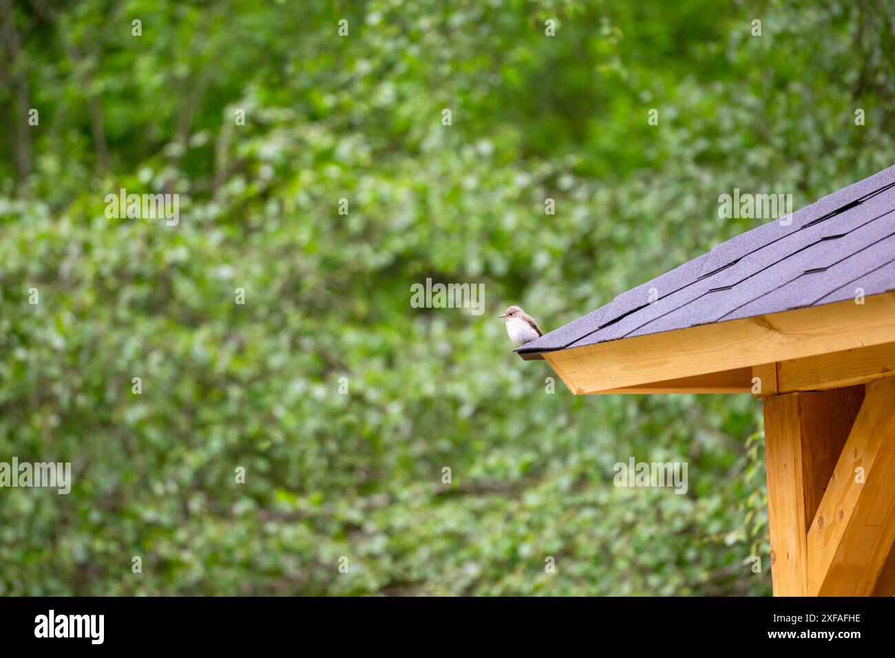 Grauschnäpper - Muscicapa striata Stockfoto