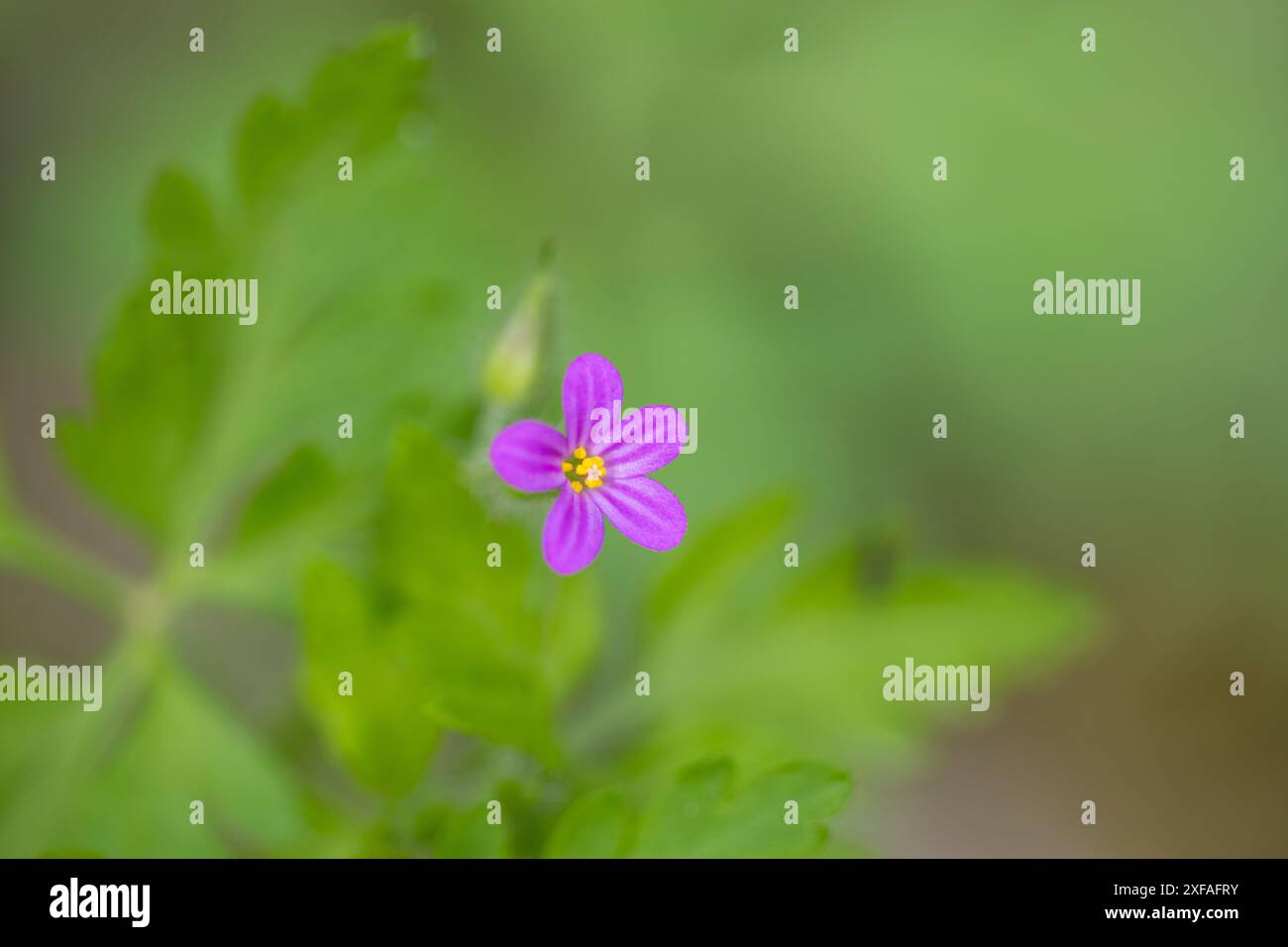 Blume von Geranium robertianum, allgemein bekannt als Kräuter-Robert, Storksbill, Fuchsgeranie, stinkender Bob, Squinter-Pip oder Roberts Geranie, Detail Stockfoto