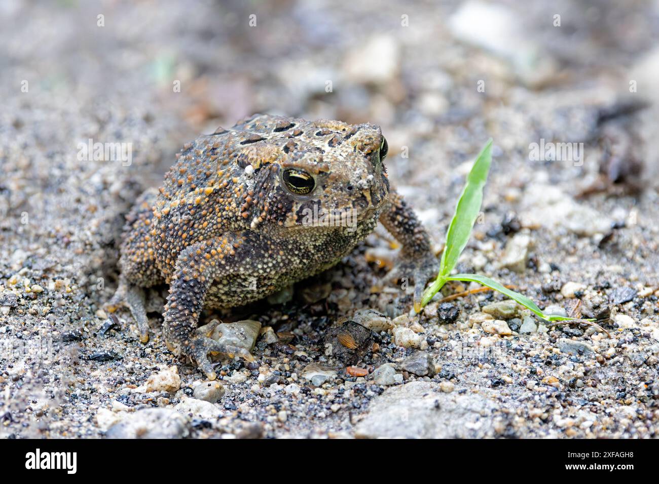 Eine amerikanische Kröte verschmilzt sich in einen Kalksteinpfad. Die Kröte mit all ihren Warzen sitzt immer noch hinter einem Grashalm. Stockfoto