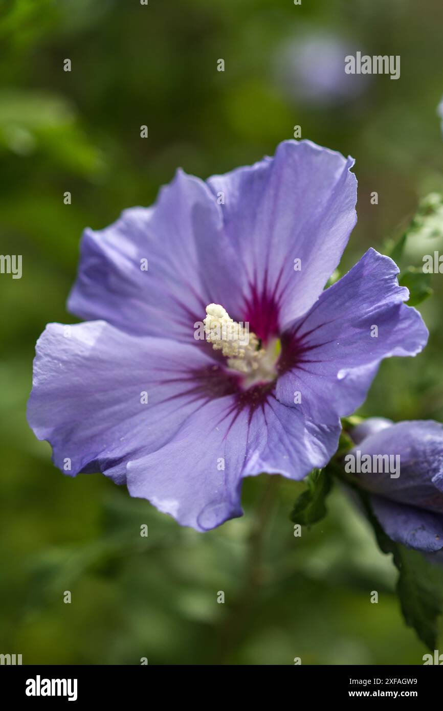 Eine Nahaufnahme einer hellvioletten Hibiskusblüte mit dunkelviolettem Zentrum und weißem Stempel. Die Blütenblätter sind weich und zart, mit einem leichten Stockfoto