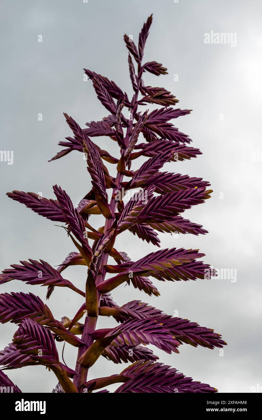 Bromelie - Tillandsia, eine tropische Pflanze, Boquete, Provinz Chiriquí, Panama Stockfoto