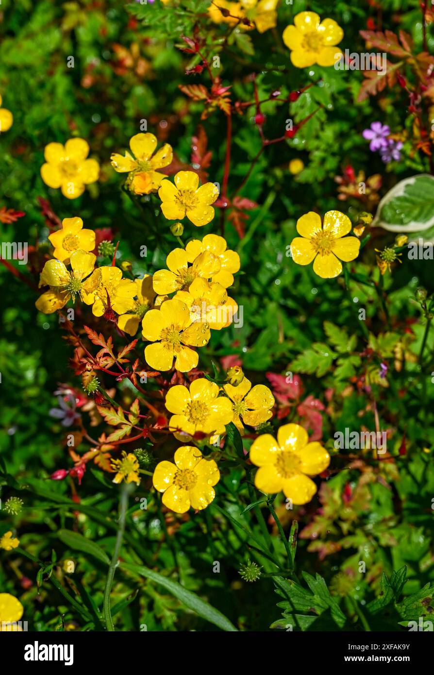 Ranunculus repens, die kriechende Butterblume, ist eine blühende Pflanze aus der Familie der Butterblumen Ranunculaceae, in einem Brighton Garten im Sommer England, Großbritannien Stockfoto