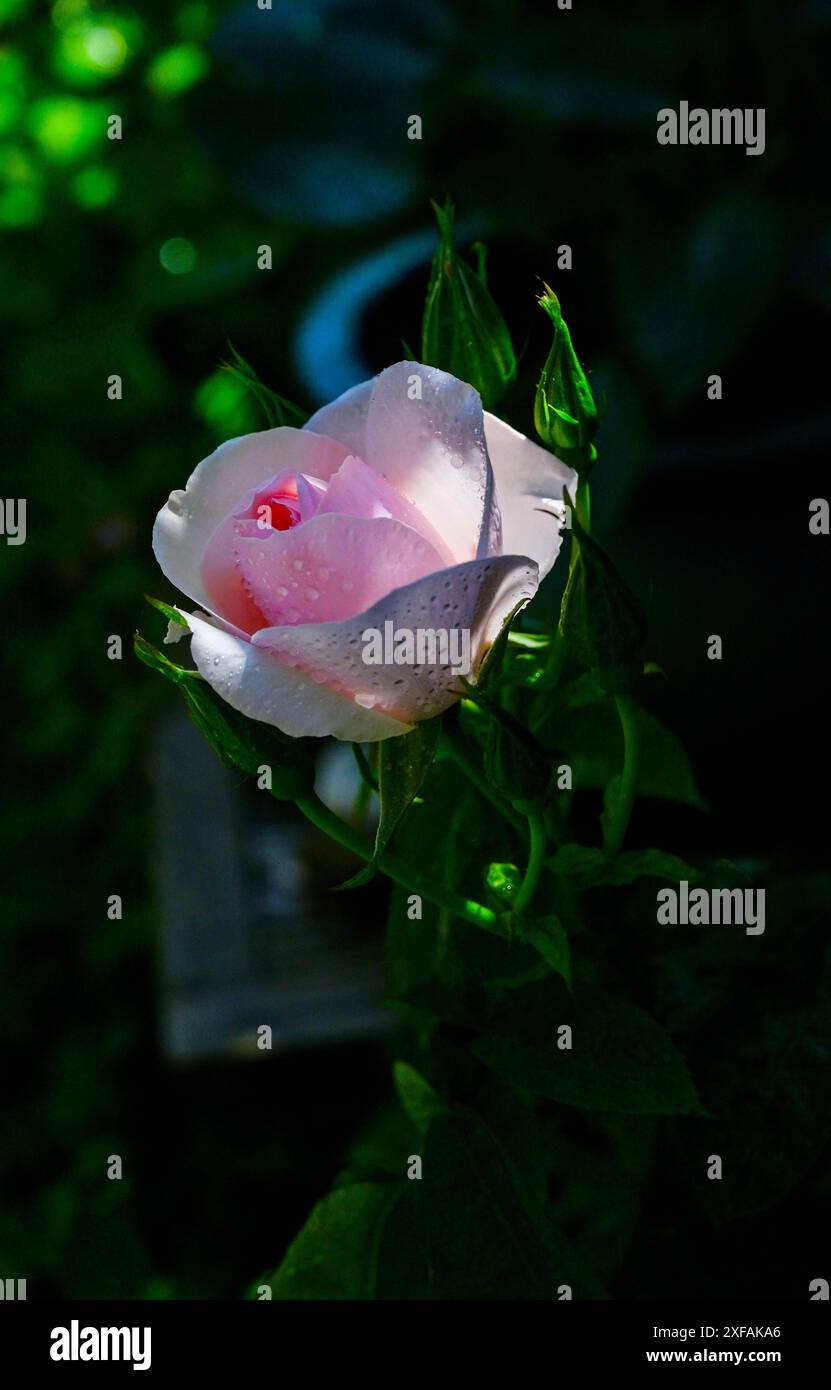 Schöne rosa Rose in Blüte in einem Topf in einem Brighton Garten im Sommer England, Großbritannien Stockfoto
