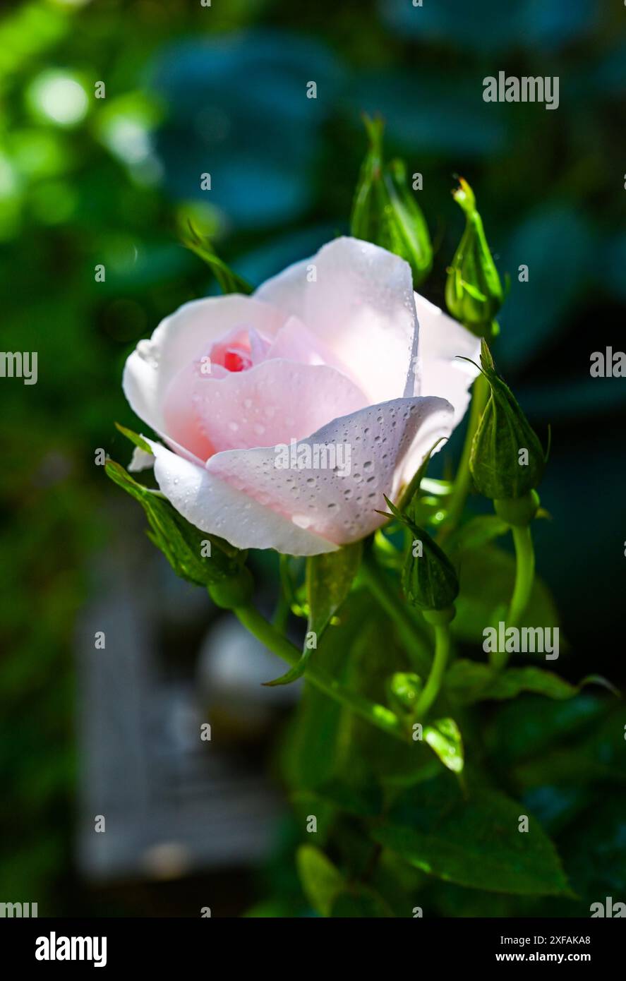 Schöne rosa Rose in Blüte in einem Topf in einem Brighton Garten im Sommer England, Großbritannien Stockfoto