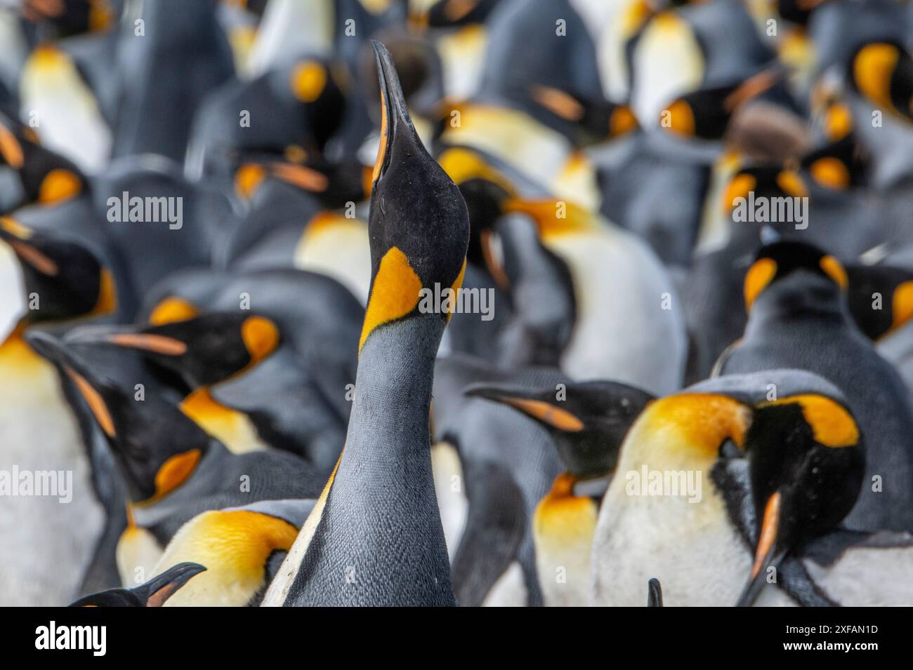 Königspinguin. Stockfoto