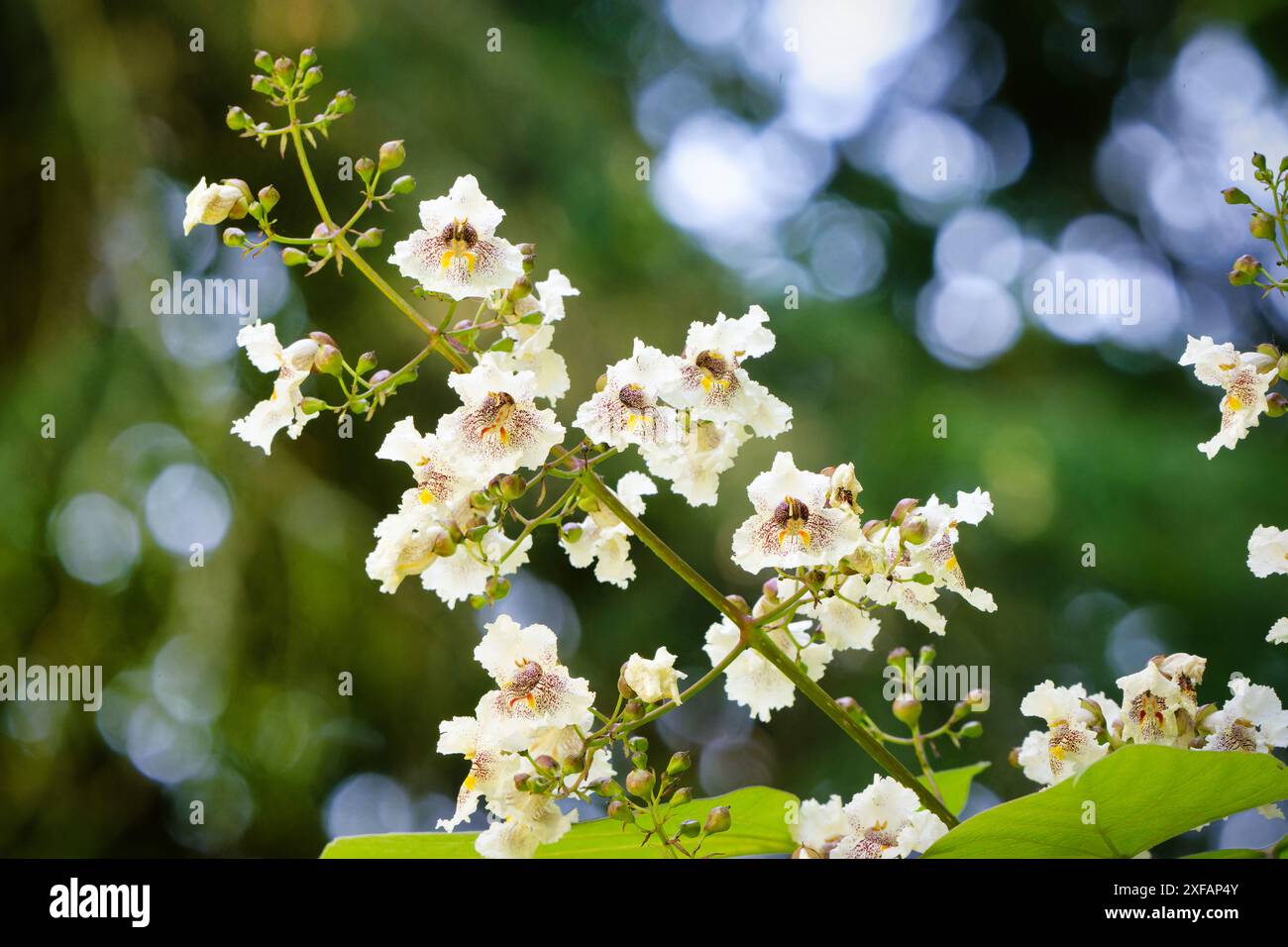 Catalpa bignonioides Nahaufnahme weißer Blüten eines indischen Bohnenbaums vor verschwommenem Hintergrund Stockfoto