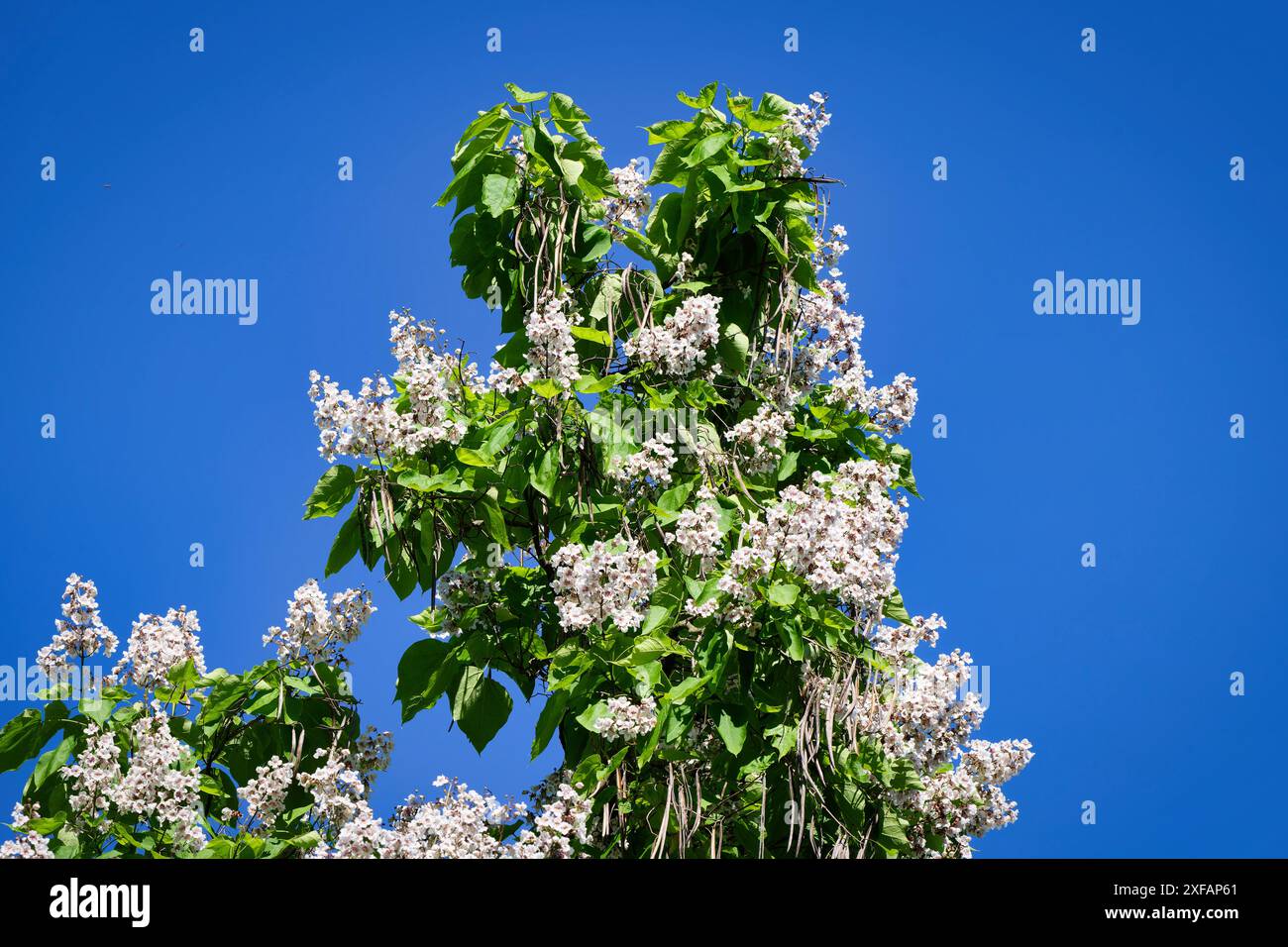 Catalpa bignonioides herzförmige Blätter und weiße Blüten eines indischen Bohnenbaums vor blauem Himmel Stockfoto