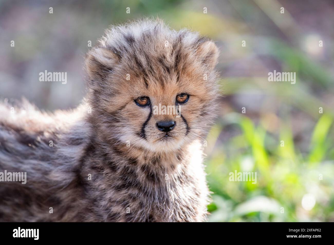 Gepard Stockfoto