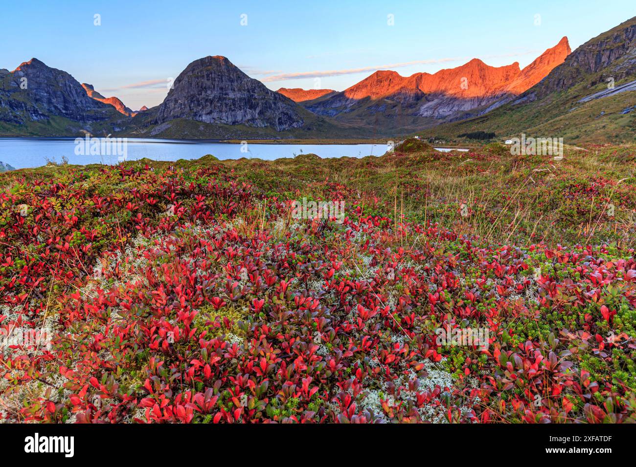 Herbsttundra vor den Bergen an der Küste, Morgenlicht, Moskenesoya, Lofoten, Norwegen, Europa Stockfoto