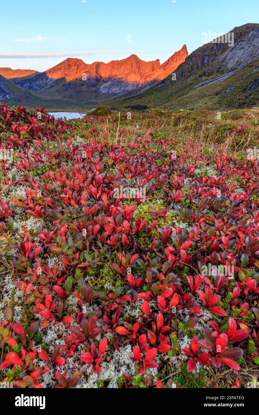 Herbsttundra vor den Bergen an der Küste, Morgenlicht, Moskenesoya, Lofoten, Norwegen, Europa Stockfoto