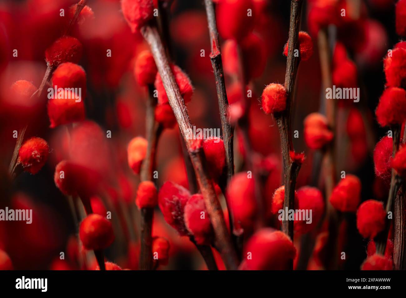 Nahaufnahme leuchtender roter, flauschiger Knospen auf dunkelbraunen Zweigen, die einen auffälligen Kontrast erzeugen. Stockfoto
