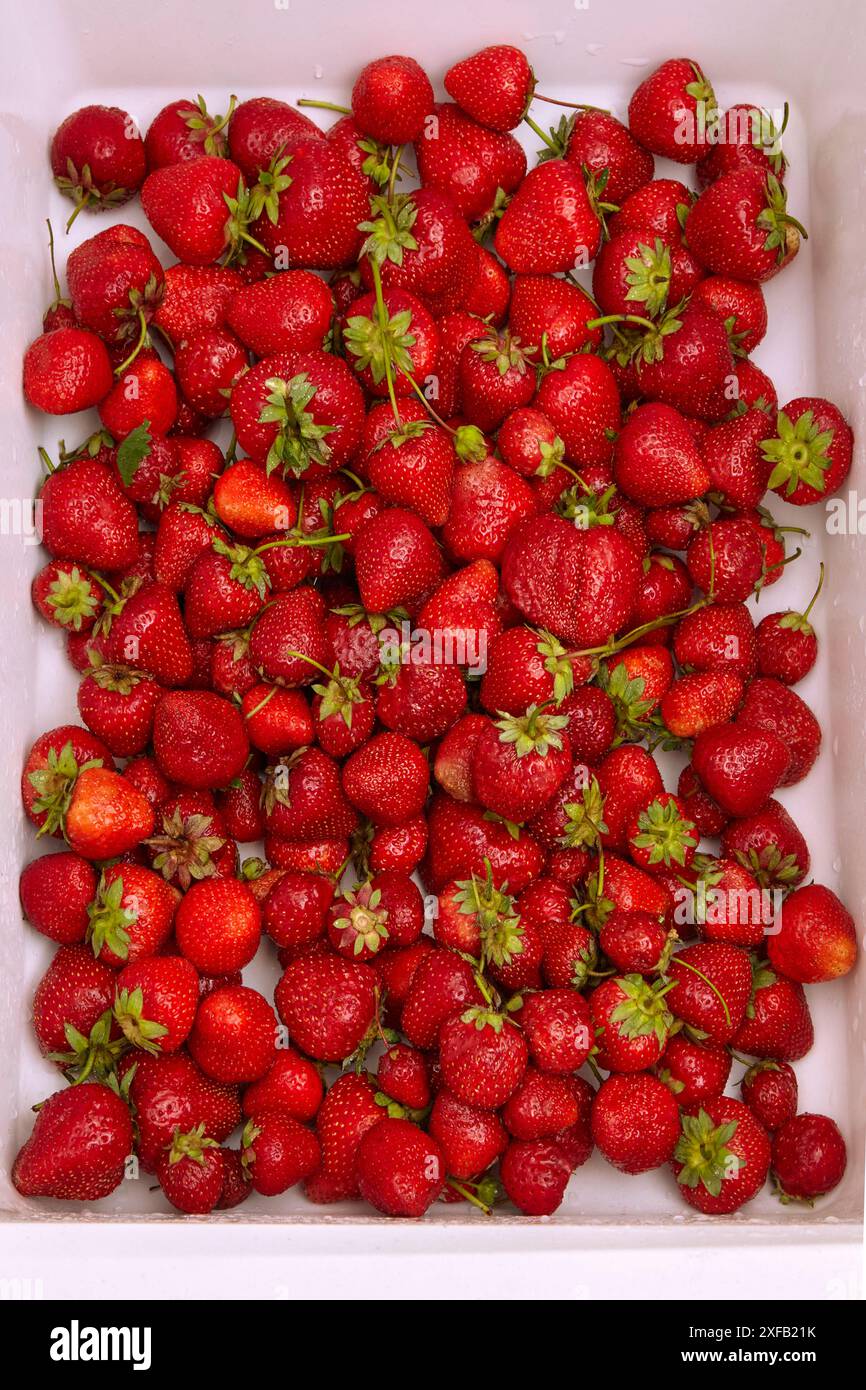 Rote köstliche gewaschene Erdbeeren in einem weißen Küchenbecken Stockfoto