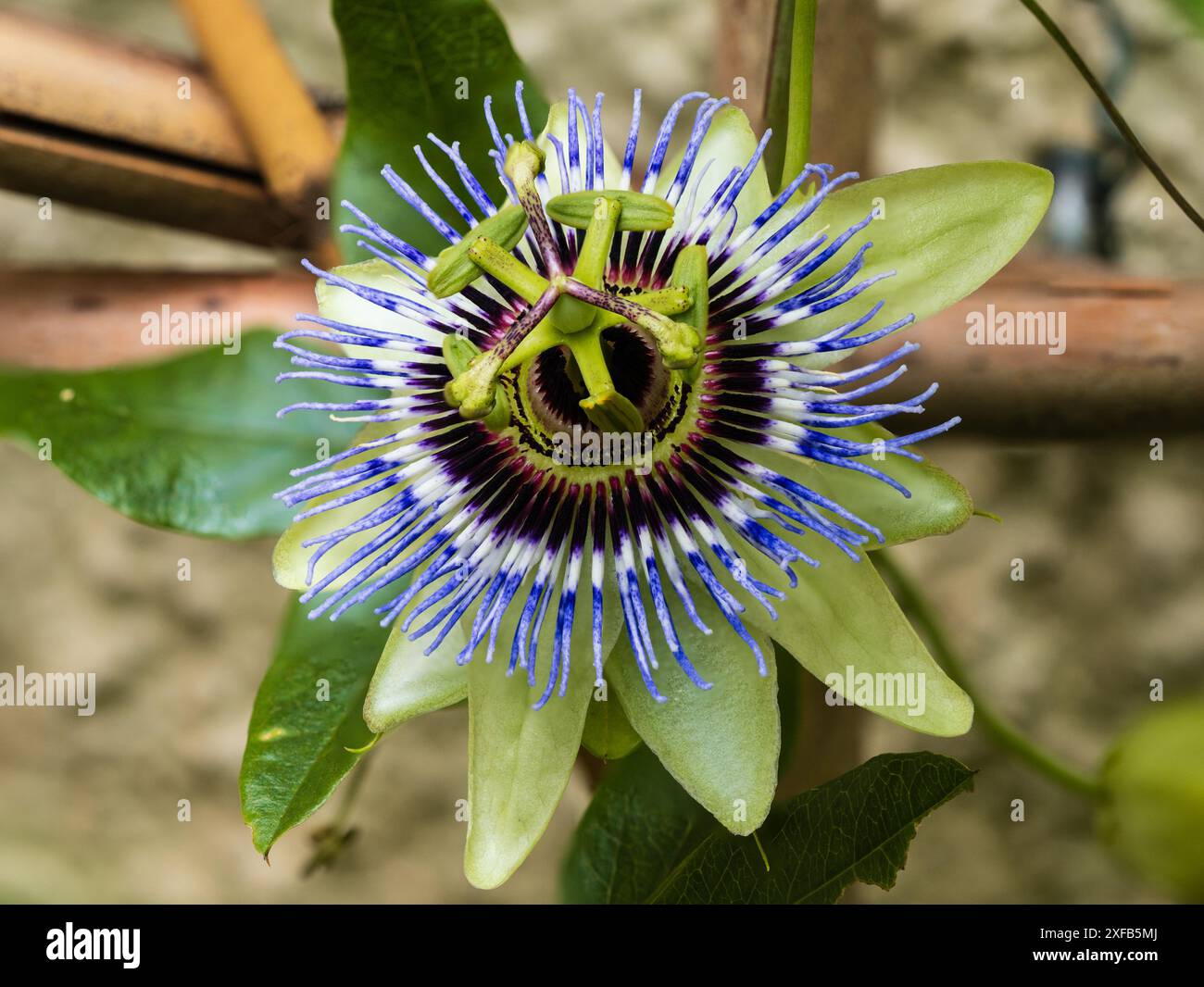 Grün gefärbte blaue Blume der halbharten bis harten Passionsblume des Rankenkletterns, Passiflora caerulea „Clear Sky“ Stockfoto