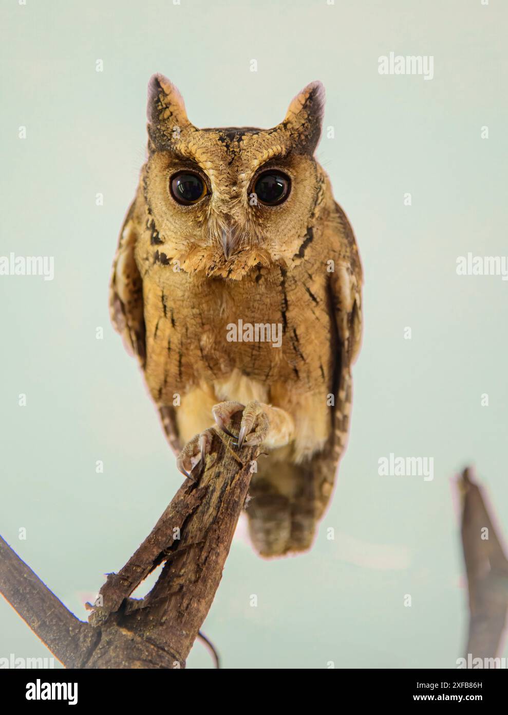 Enthüllen Sie die verborgenen Geheimnisse der Natur: Die rätselhafte, geheimnisvolle und fesselnde indische Scops-Owl Stockfoto